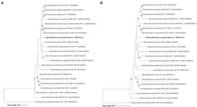 Comparative Genomic Study of Vinyl Chloride Cluster and Description of Novel Species, Mycolicibacterium vinylchloridicum sp. nov.